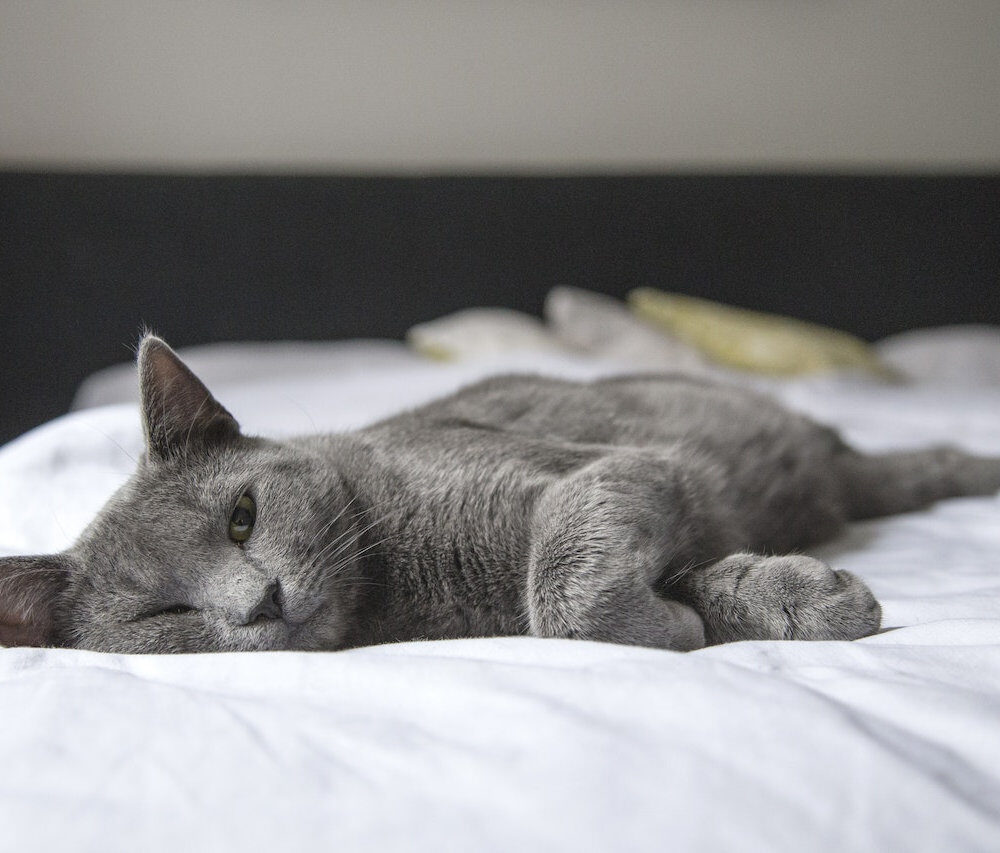 2922c6_6c00122a0e2a496d9f64684d47ca4626mv2-7734122