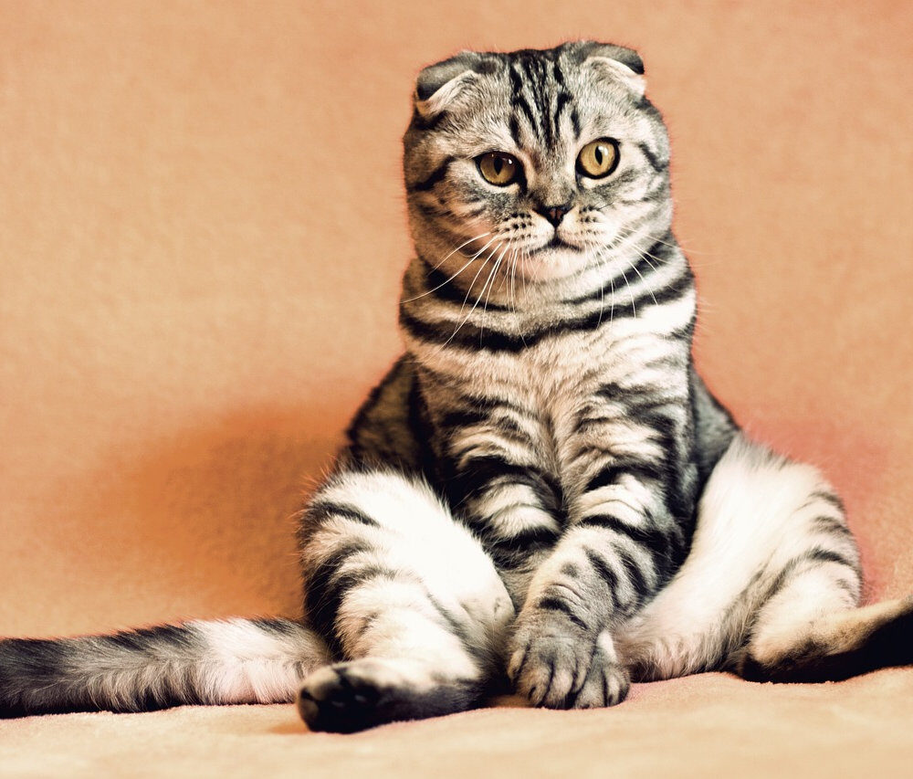 2922c6_0f9d542739bb40aca6ee74e37c50315dmv2-2857500