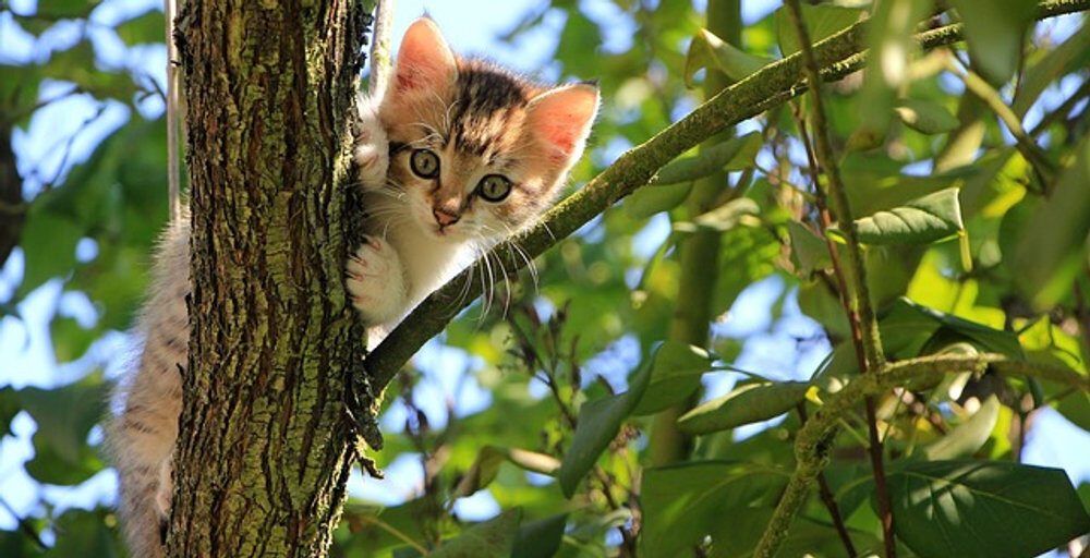 2922c6_ae5ade52a8494e68baa47093877e759cmv2-9491124