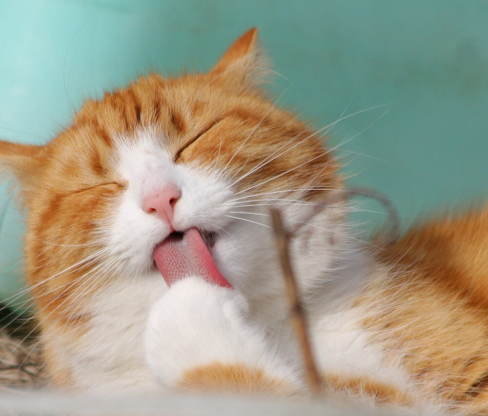 2922c6_c56a5941dc4241d8a462b4914e7c6189mv2-6028859