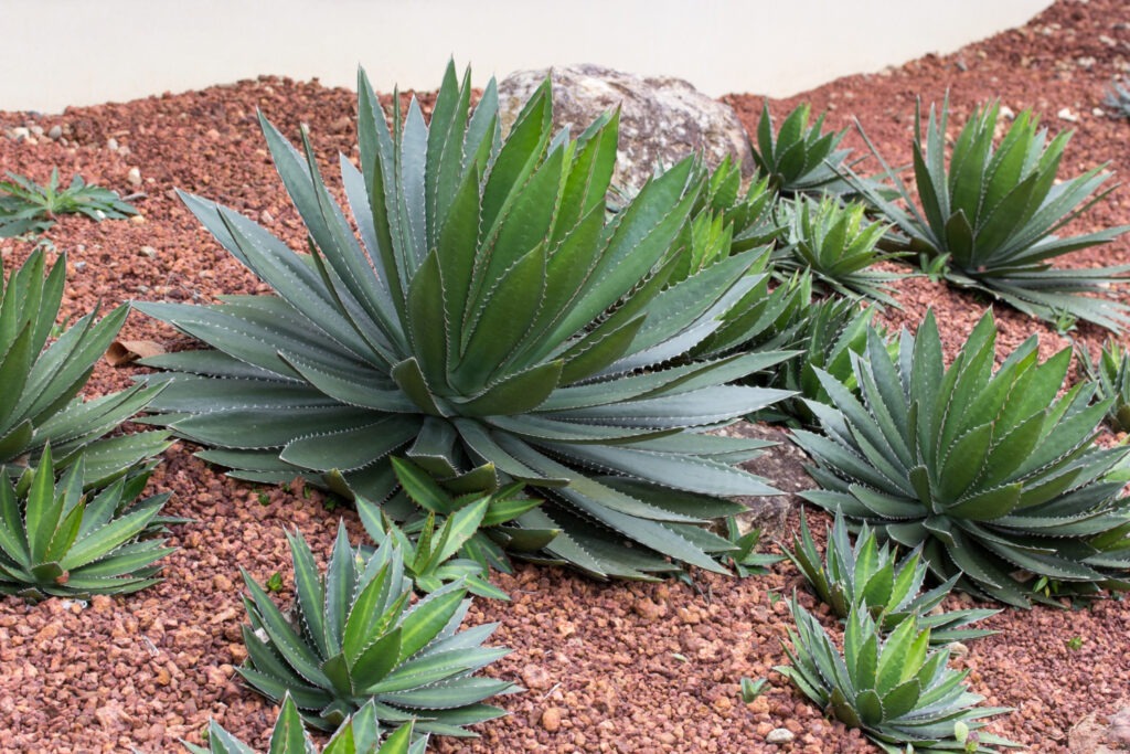 agave-plante-decorative-dans-jardin-exterieur-1284233
