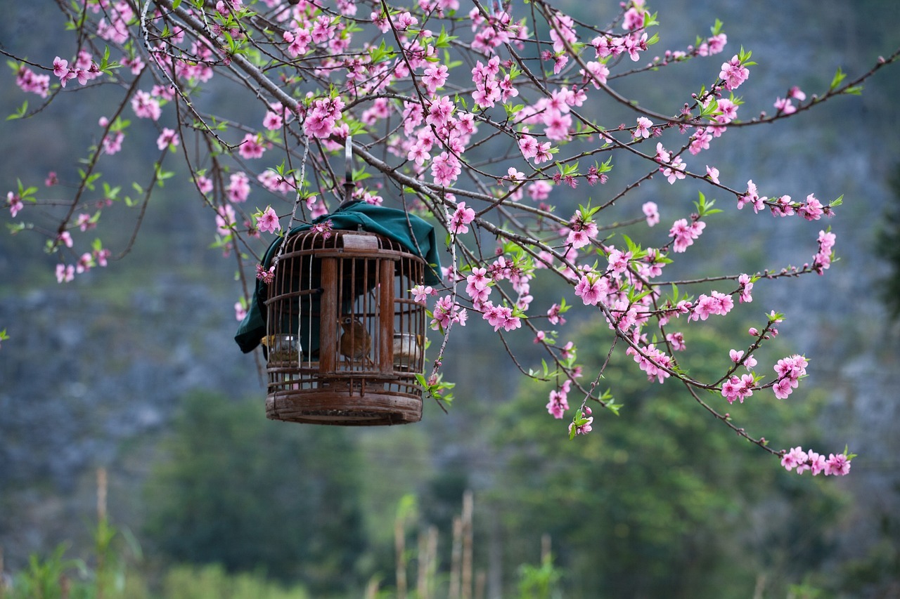 sakura-6535527_1280-2598485