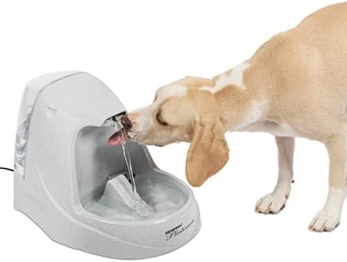 Découvrez les meilleures fontaines à eau pour chats et chiens : innovations silencieuses et sans fil à ne pas manquer !